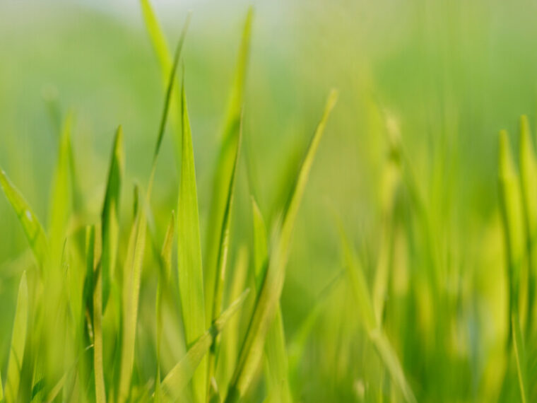 Commonly-used-types-of-grasses