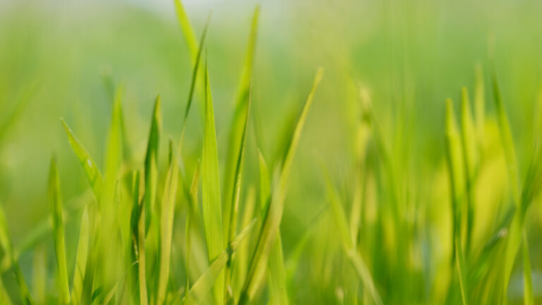 Commonly-used-types-of-grasses