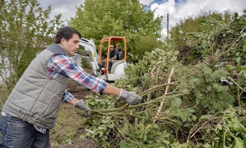 tree pruning service