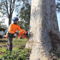 Complete Tree and Stump Removal Services in Sydney