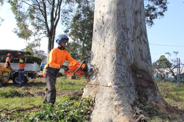 tree removal