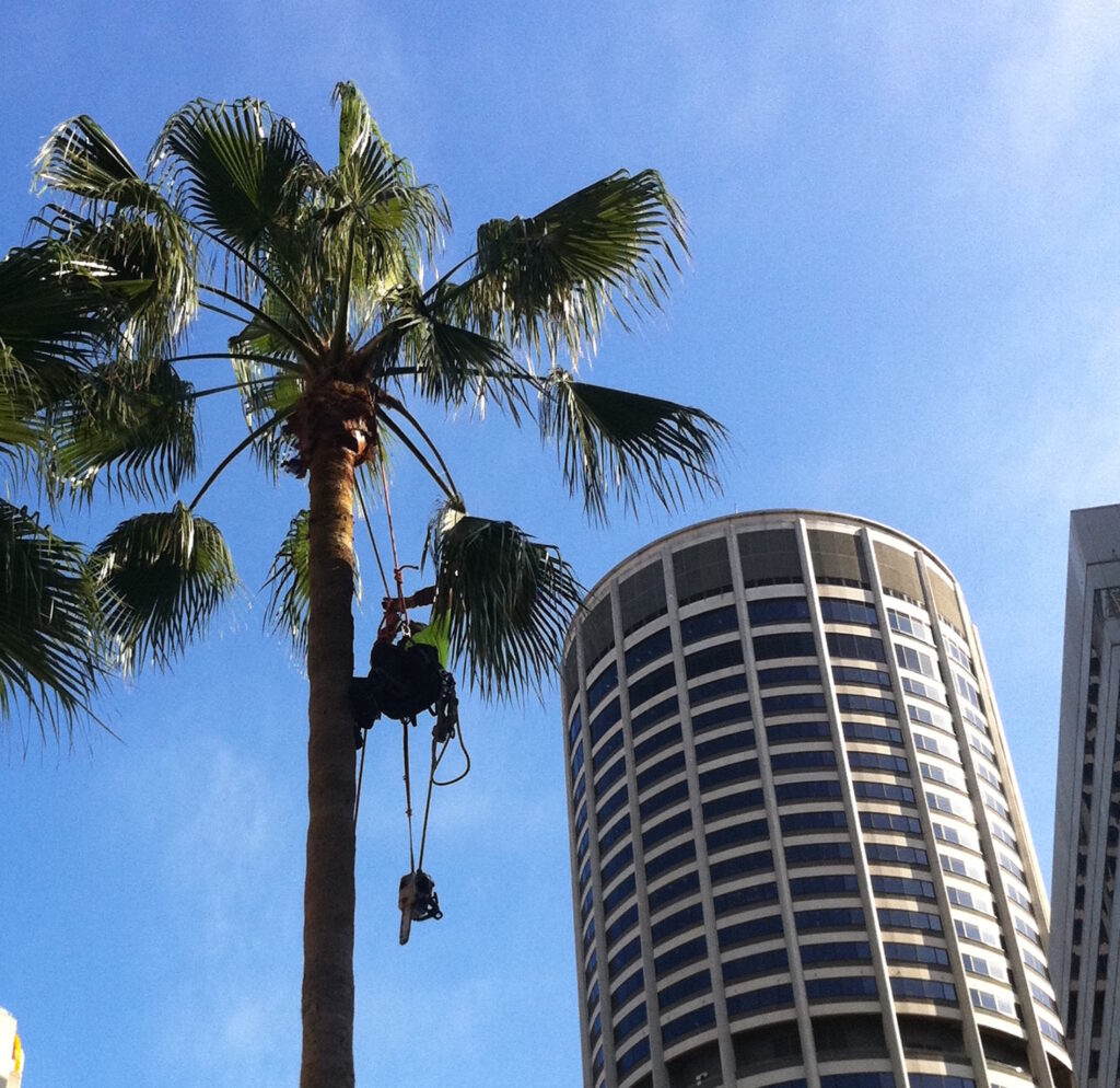 palm tree removal