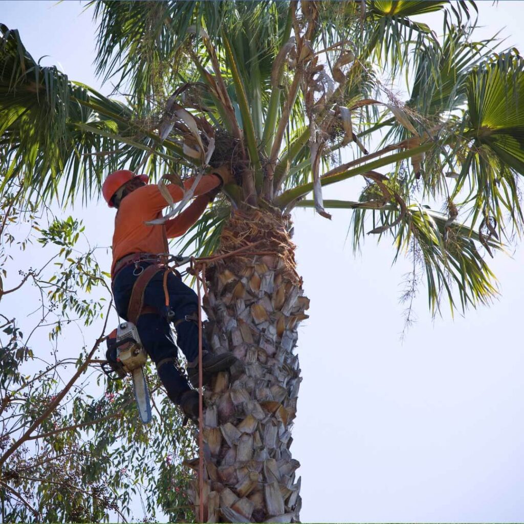 palm tree removal