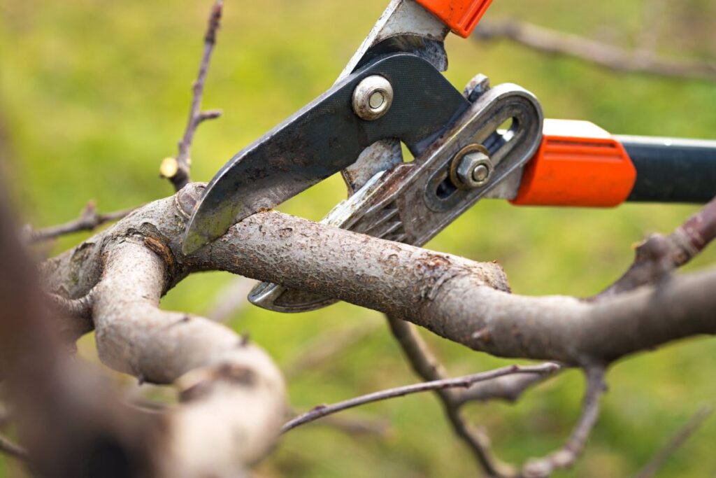 tree pruning service