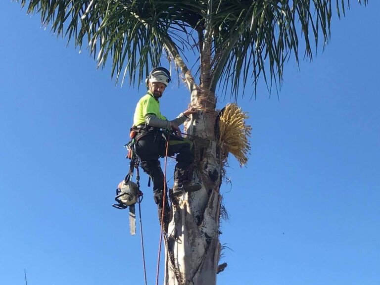 palm tree removal