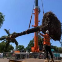 Palm Tree Removal: Is it a DIY Job or Do You Need a Pro?