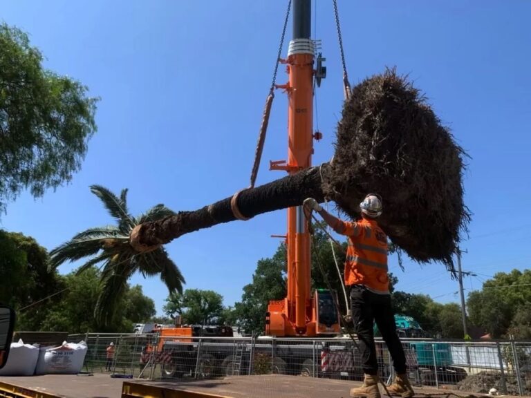 Palm Tree Removal