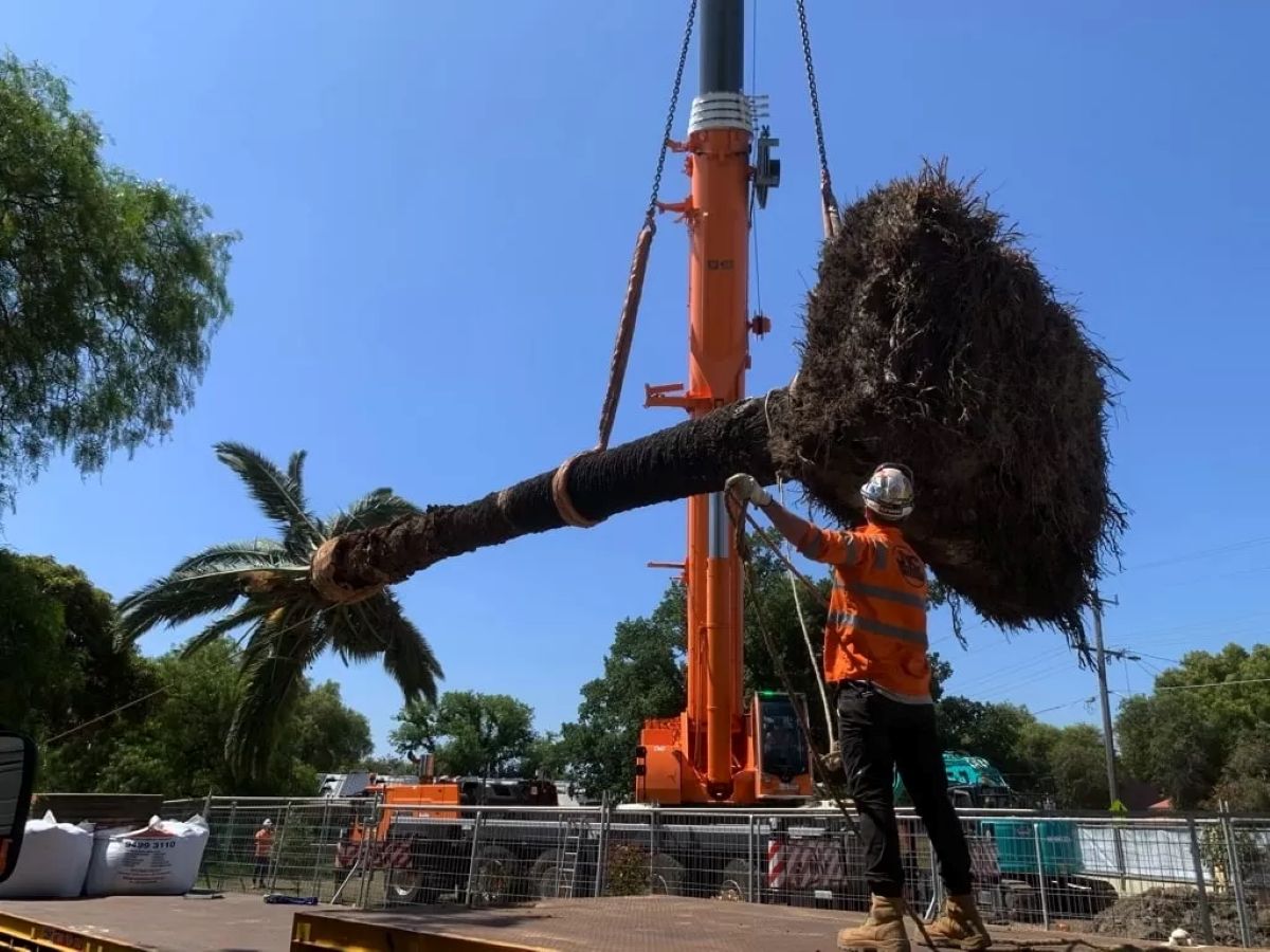 Palm Tree Removal
