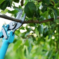 The Hidden Benefits of Professional Tree Pruning for Tree Health
