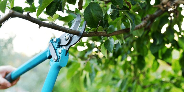 Proper tree pruning