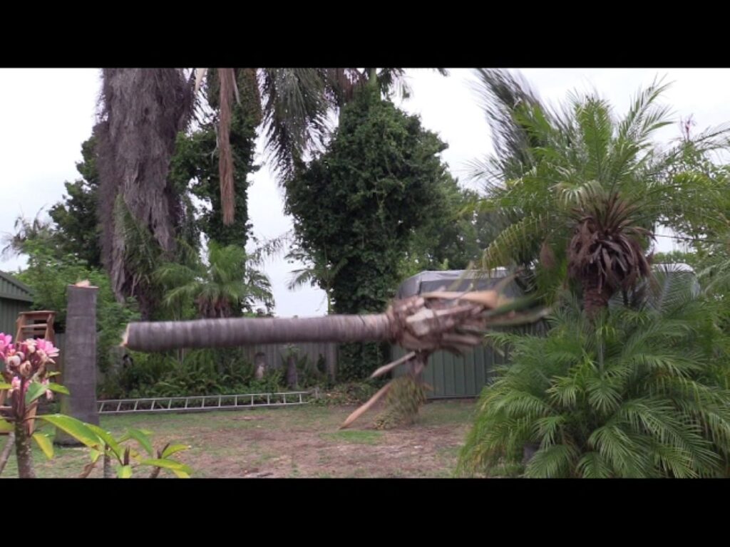 Palm Tree Removal