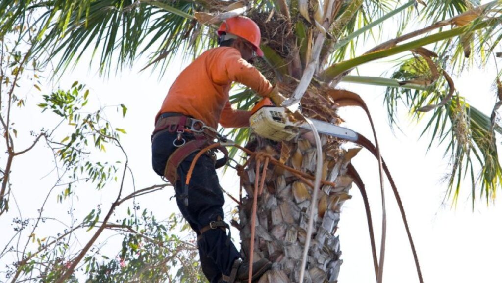 Palm Tree Removal