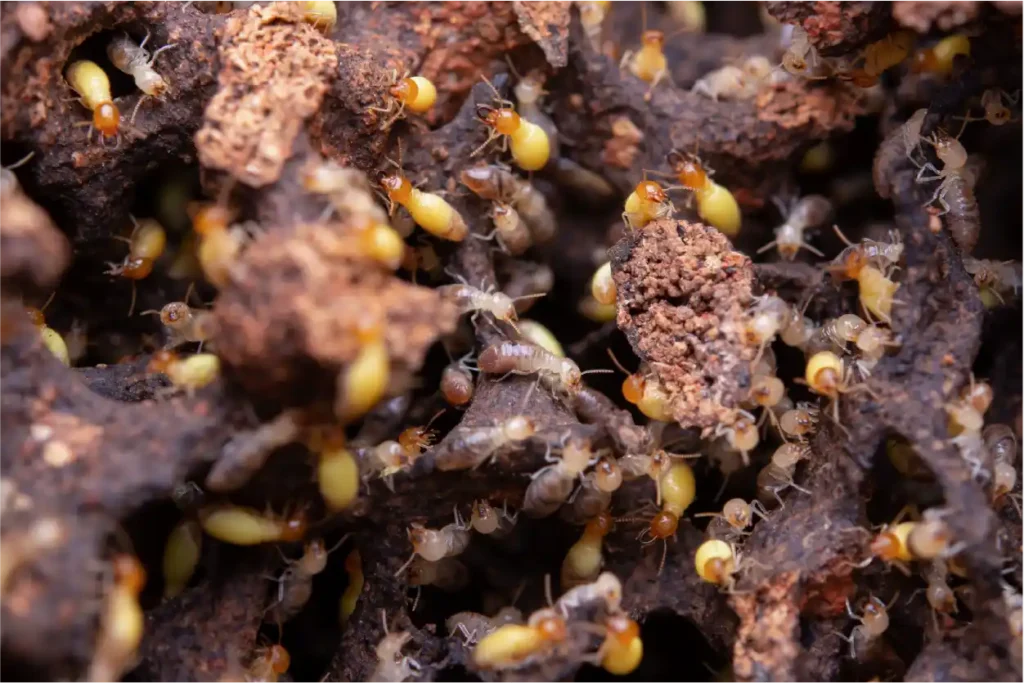 termite inspections sydney
