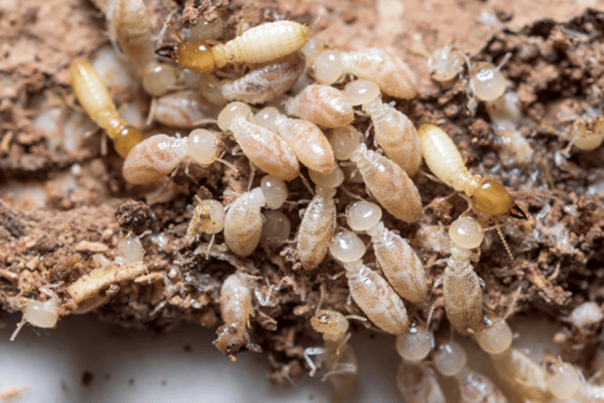 termite inspections sydney