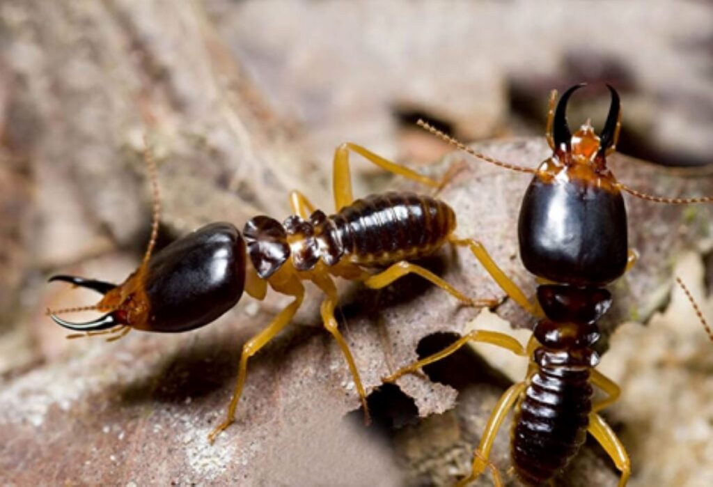 termite inspections sydney